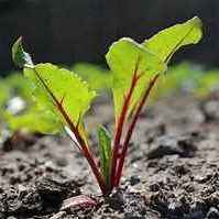 Veg Plant: Beet seedlings