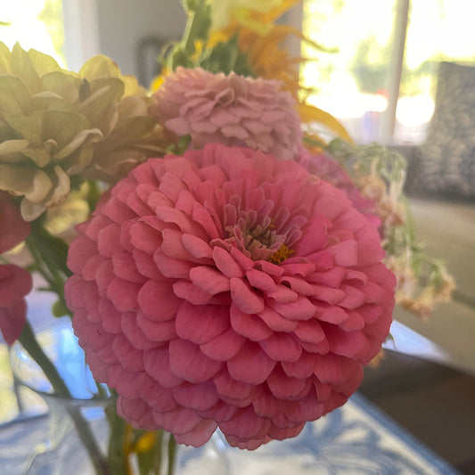 Seeds: Zinnia - Bernay's Giant Bright Pink - Sugar Moon Gardens