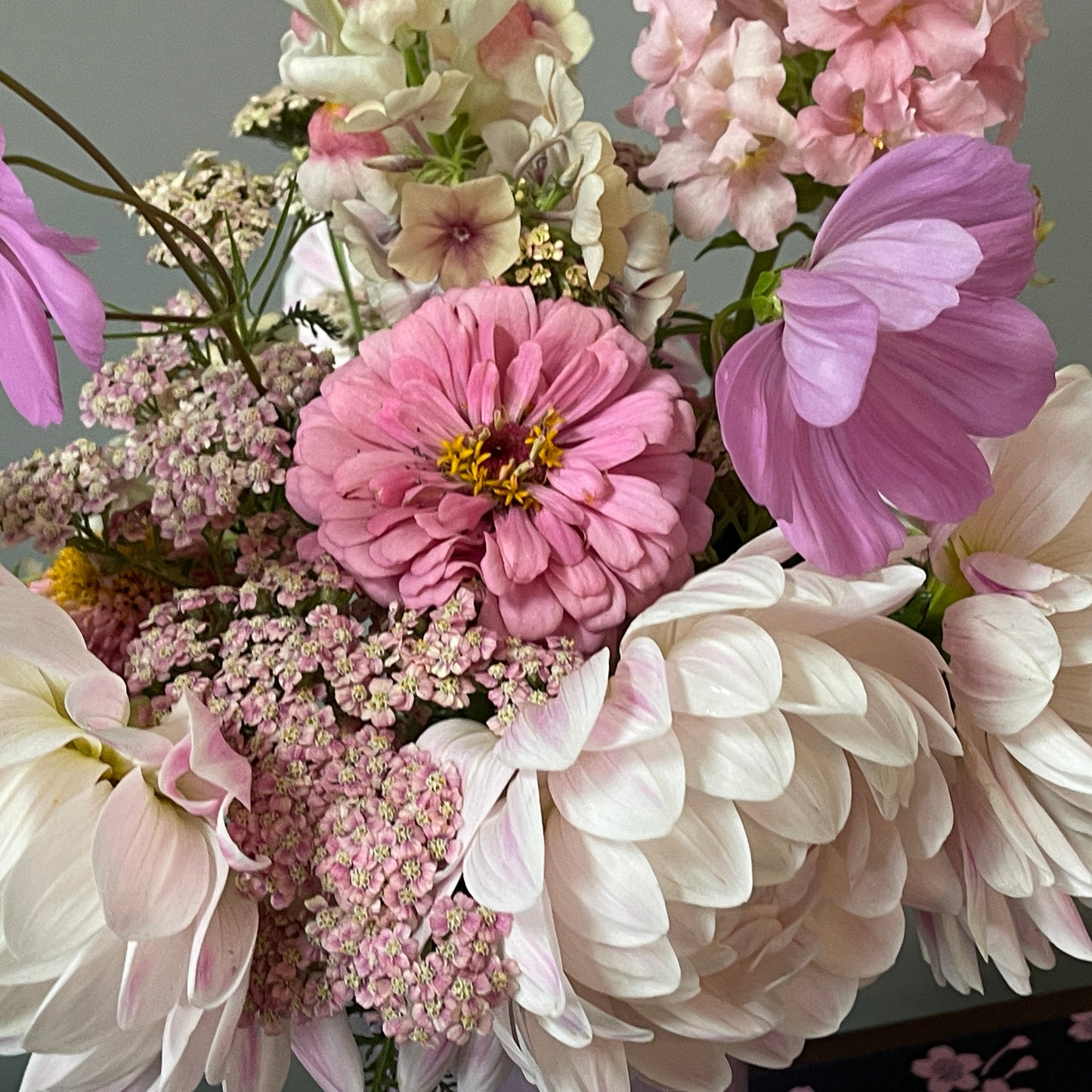 Seeds: Zinnia - Bernay's Giant Bright Pink - Sugar Moon Gardens