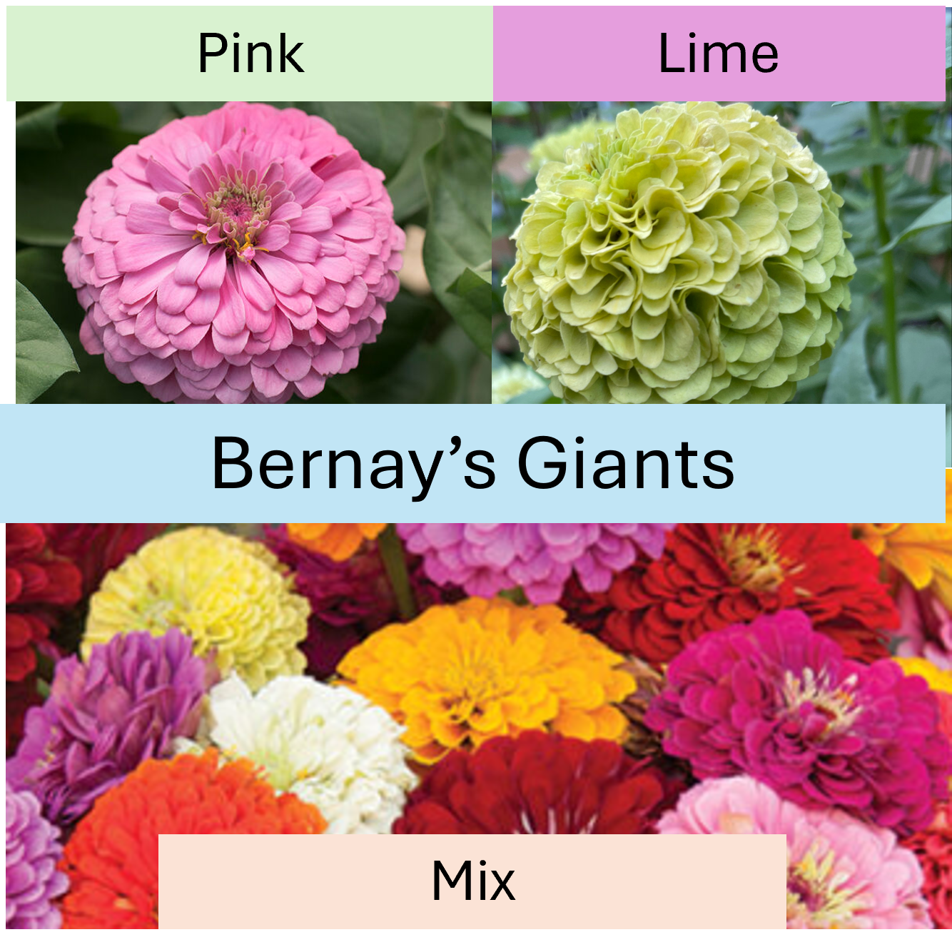 PREORDER: Flower Plant: Zinnia - Benary's Giants