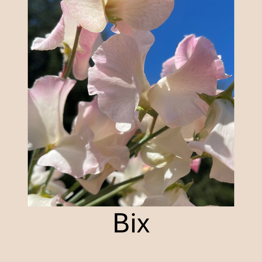 PREORDER: Flower Plant: Sweet Peas - 2 per pot