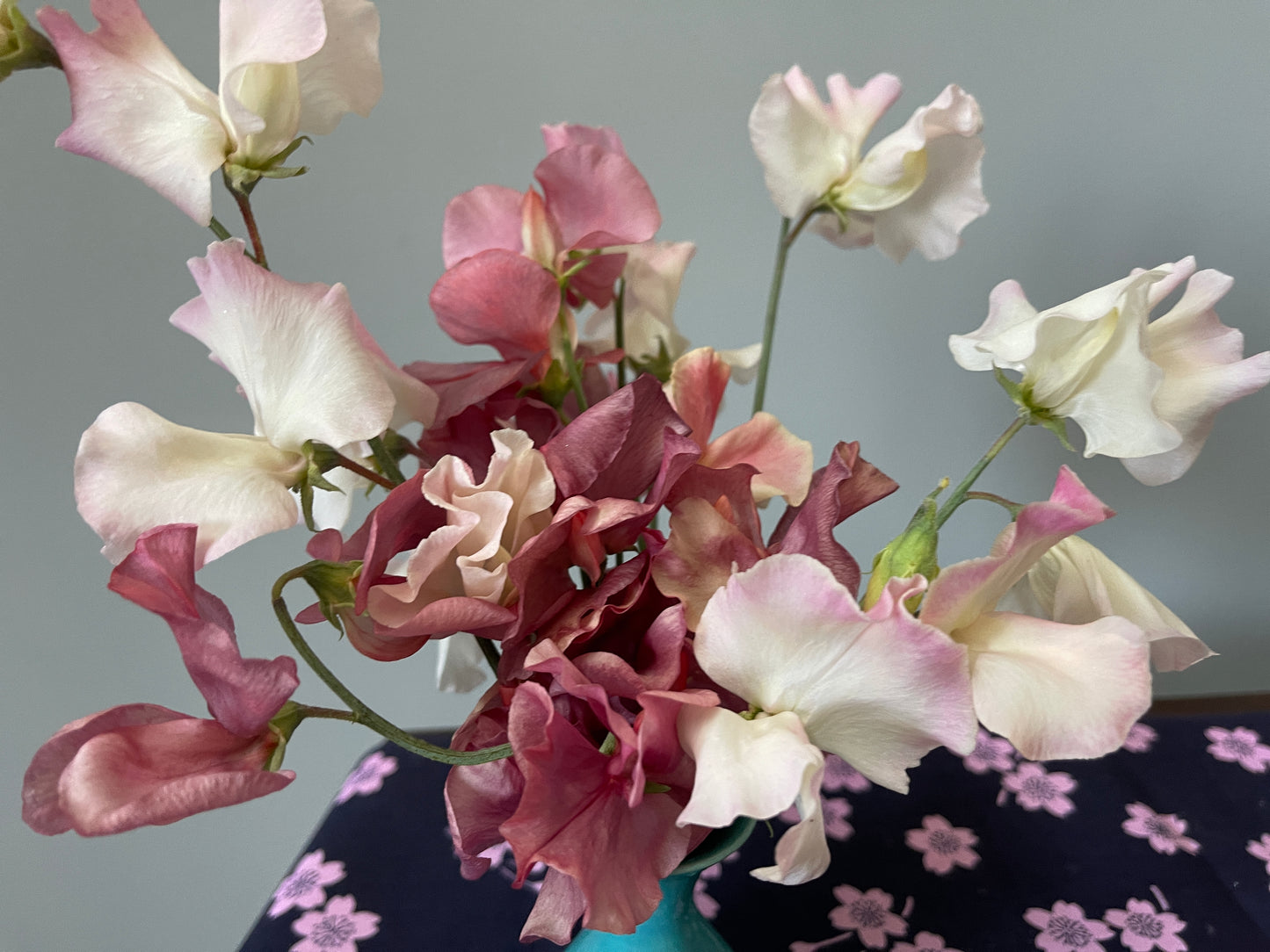 Sweet Pea Seeds: Bix