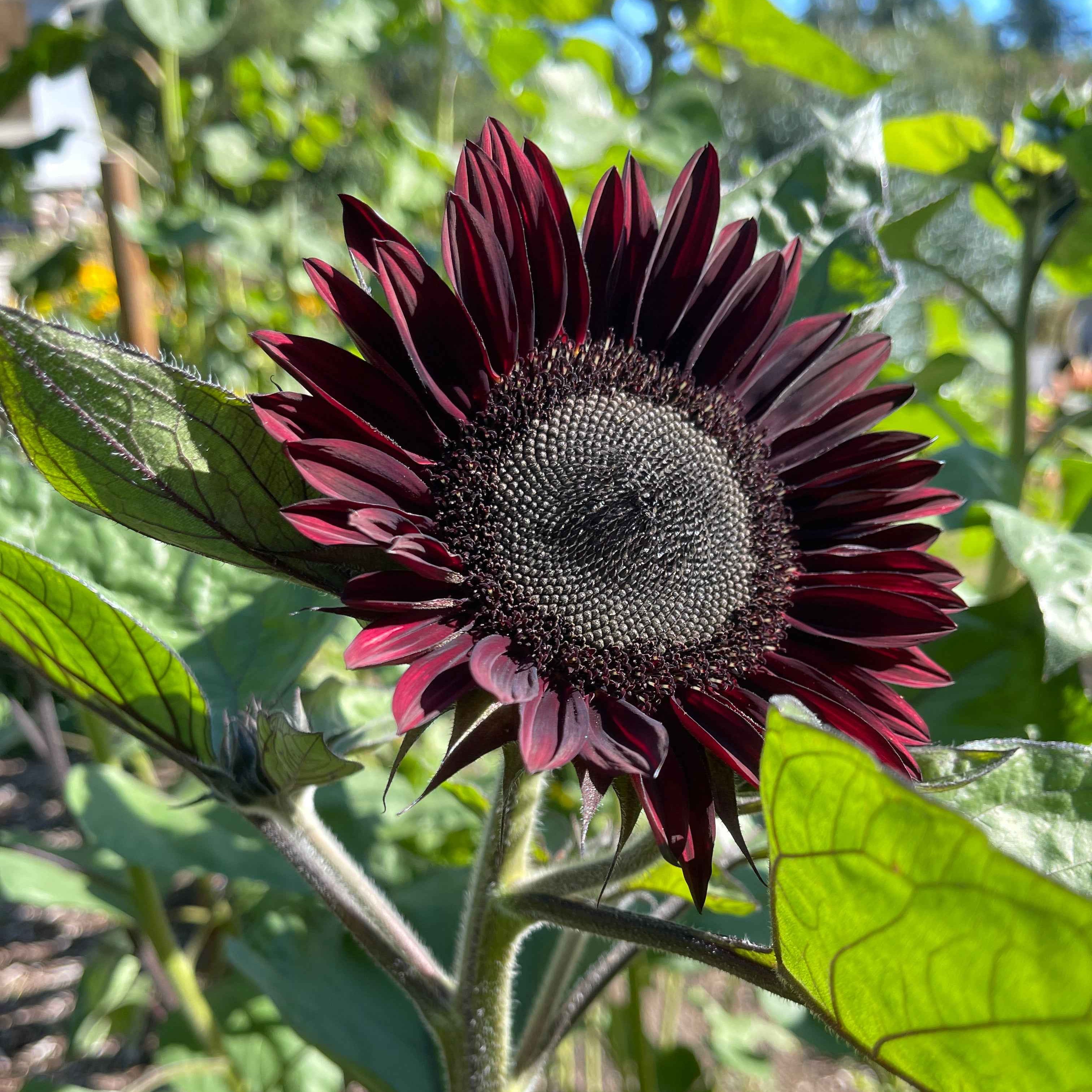 black seed sunflower plant Seeds: Sunflower