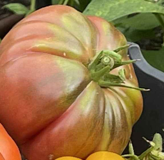 Veg Plant: Tomato - Tried & True collection