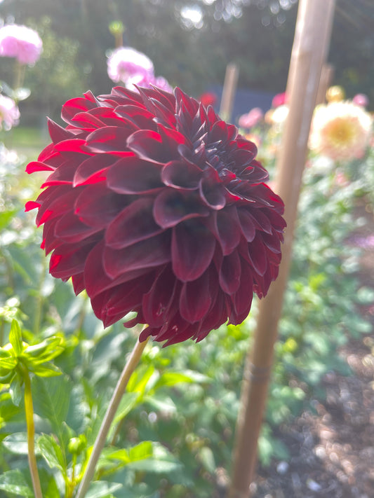Dahlia Tuber: Black Satin - Sugar Moon Gardens