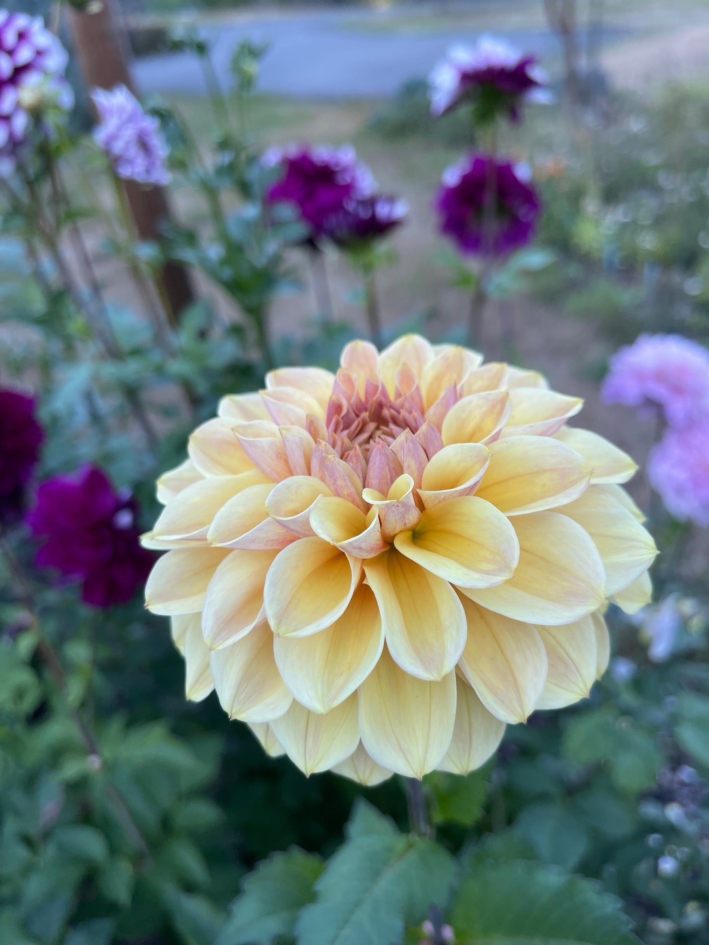 Dahlia Tuber: Blah Blah Blah