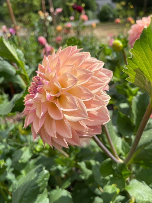 Dahlia Tuber: Bloomquist Alan (limit 1) - Sugar Moon Gardens