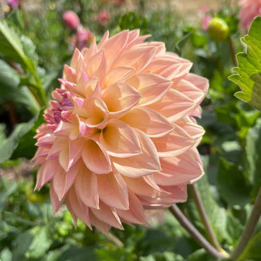 Dahlia Tuber: Bloomquist Alan - Sugar Moon Gardens