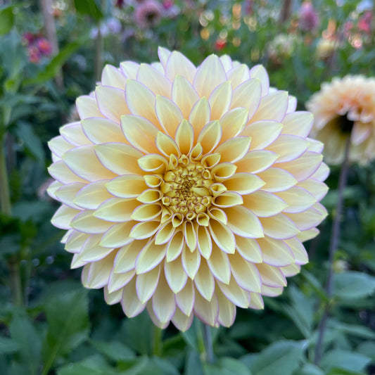 Dahlia Tuber: Bloomquist Blush (limit 1) - Sugar Moon Gardens