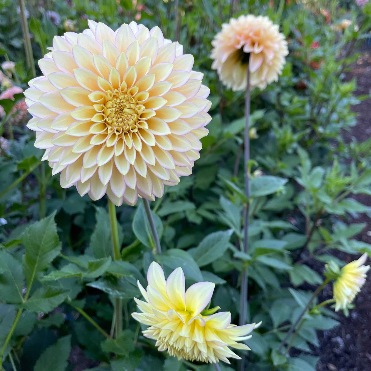 Seeds: Dahlia Solos - Bloomquist Blush