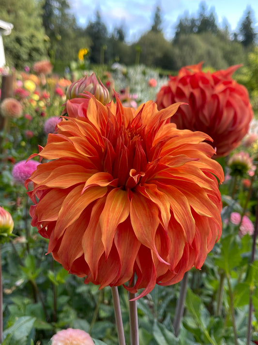 Dahlia Tuber: Bloomquist Jean (limit 1) - Sugar Moon Gardens