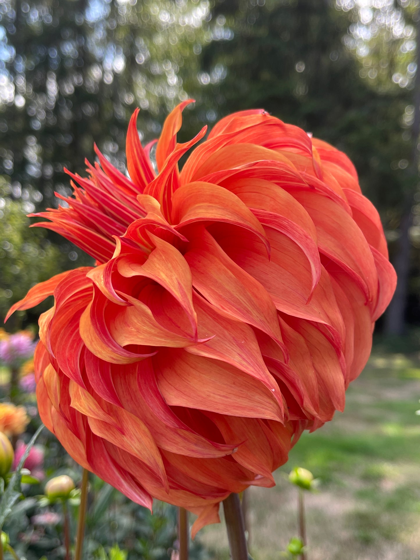 Dahlia Tuber: Bloomquist Jean (limit 1) - Sugar Moon Gardens
