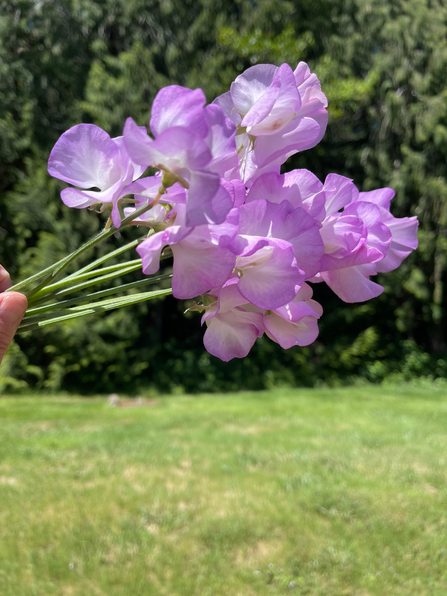 Sweet Pea Seeds: Blue Pear