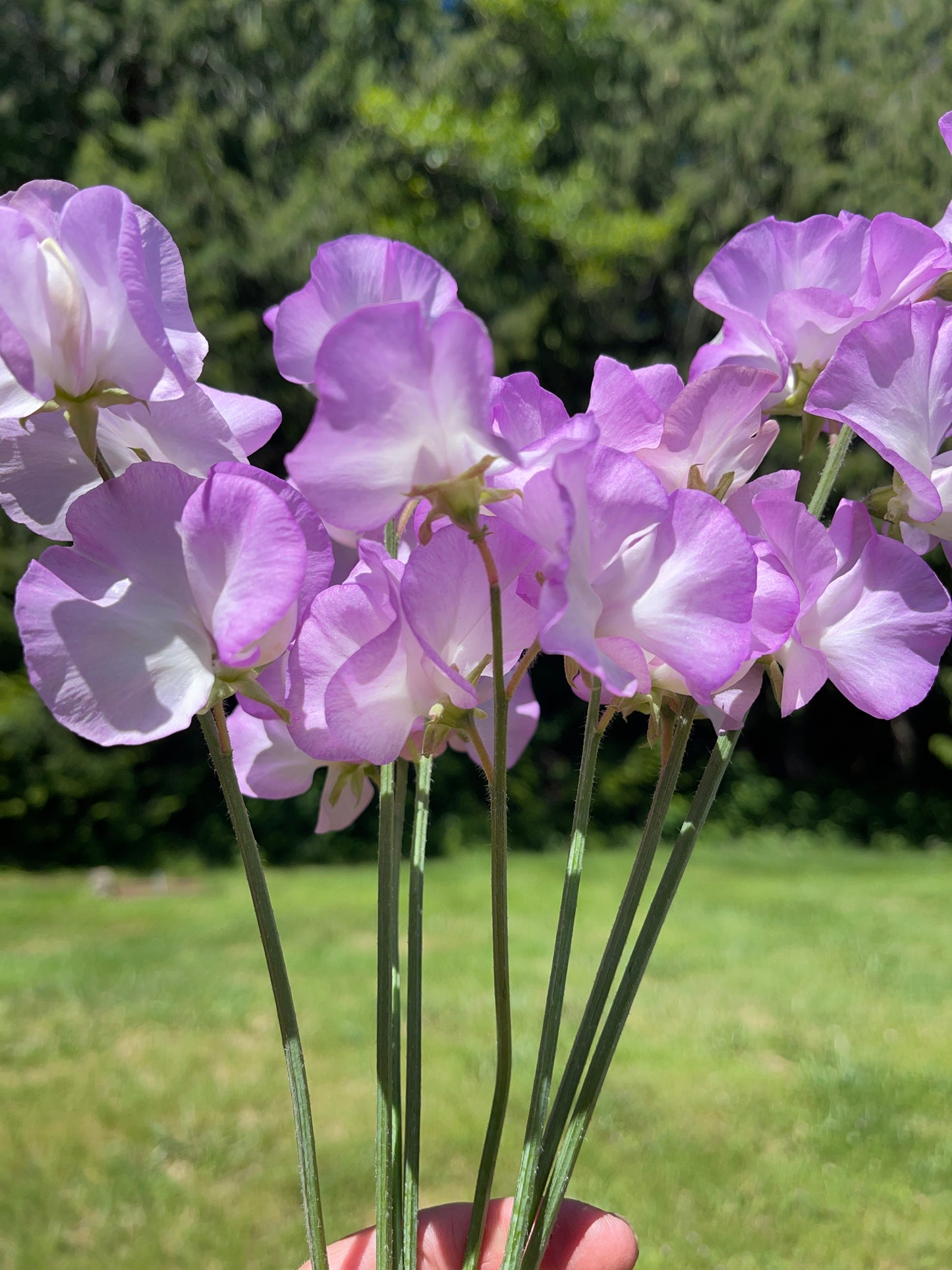 Sweet Pea Seeds: Blue Pear