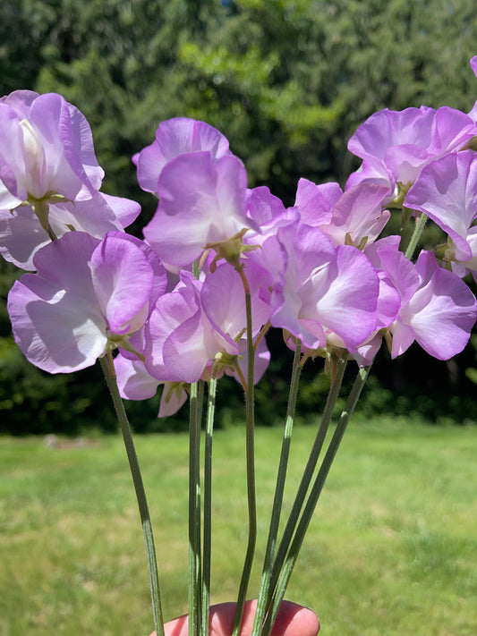 Sweet Pea Seeds: Blue Pear - LIMIT 1 - Sugar Moon Gardens