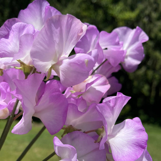 Sweet Pea Seeds: Blue Pear - Sugar Moon Gardens