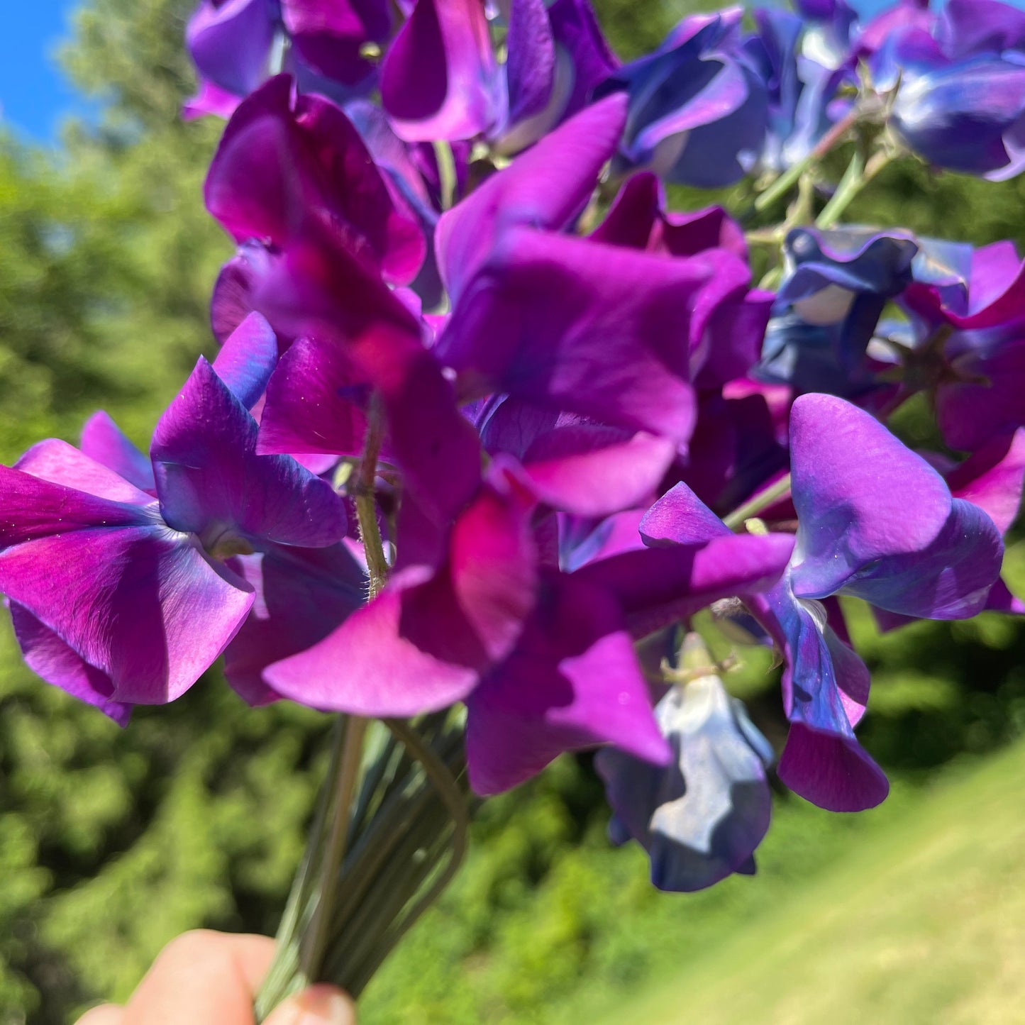 Sweet Pea Seeds: Blue Shift - Sugar Moon Gardens