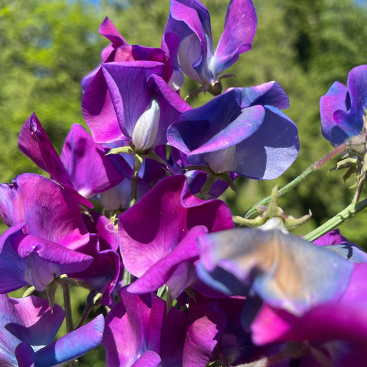 Sweet Pea Seeds: Blue Shift - Sugar Moon Gardens