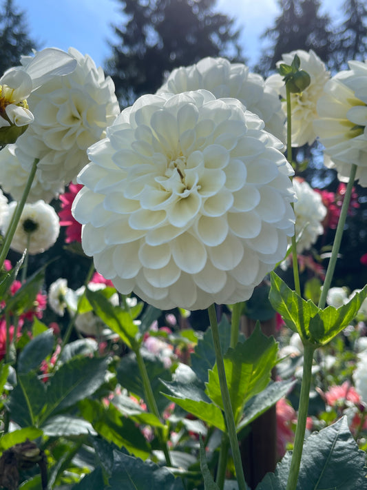 Dahlia Tuber: Boom Boom White - Sugar Moon Gardens