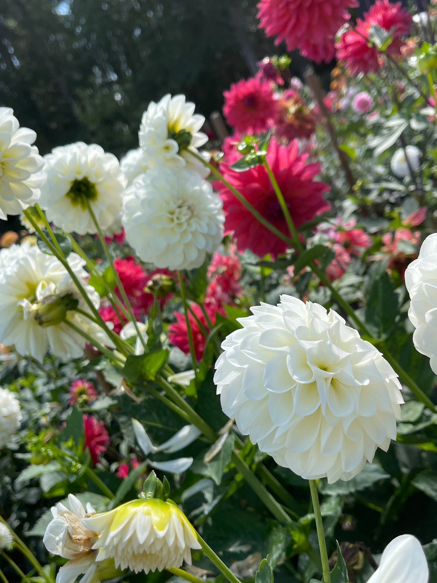Dahlia Tuber: Boom Boom White - Sugar Moon Gardens
