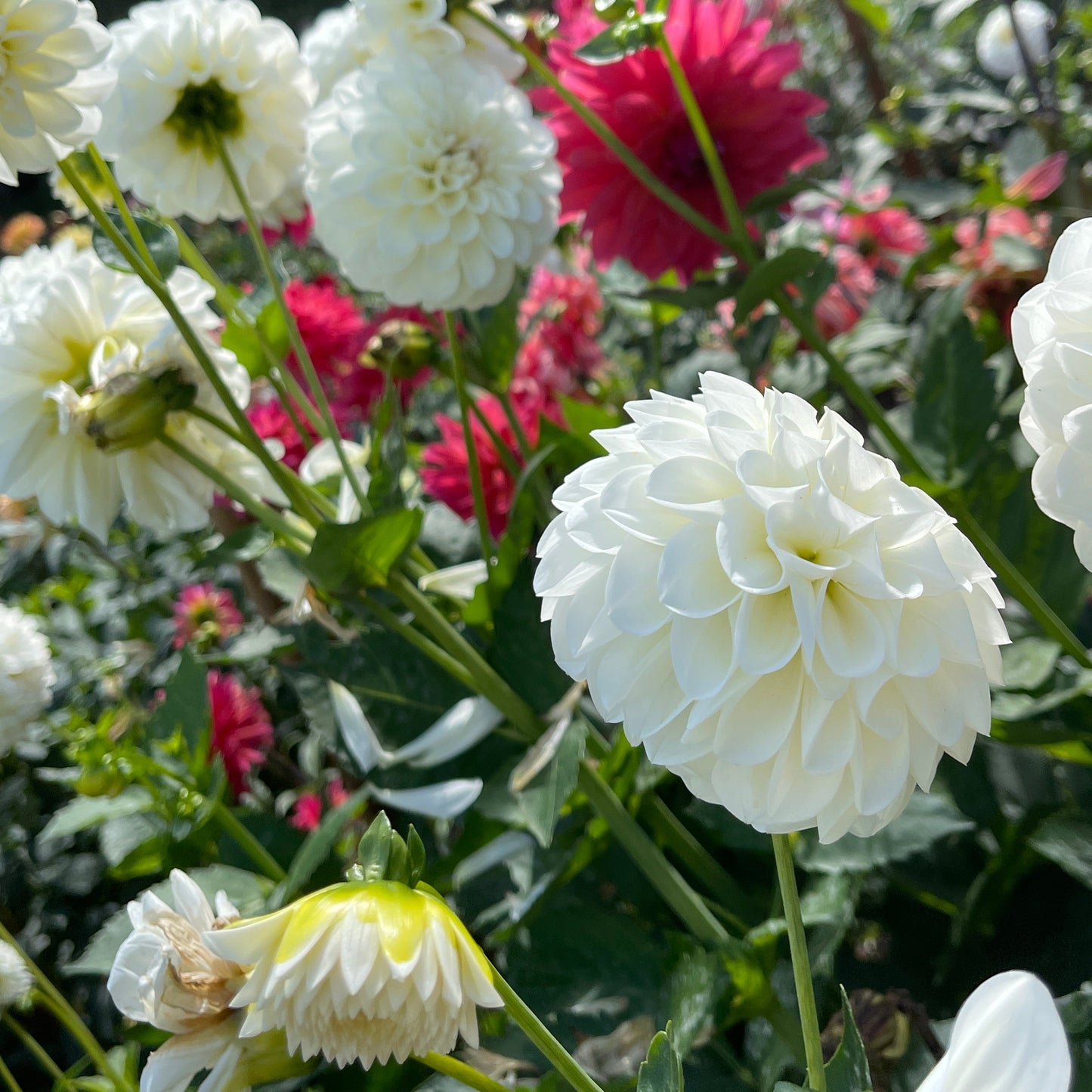 Dahlia Tuber: Boom Boom White - Sugar Moon Gardens