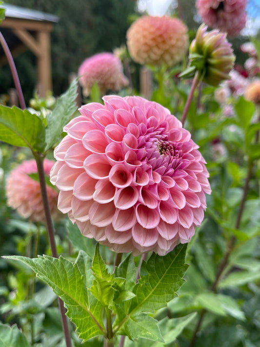 Dahlia Tuber: Bracken Rose - Sugar Moon Gardens