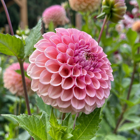 Dahlia Tuber: Bracken Rose - Sugar Moon Gardens