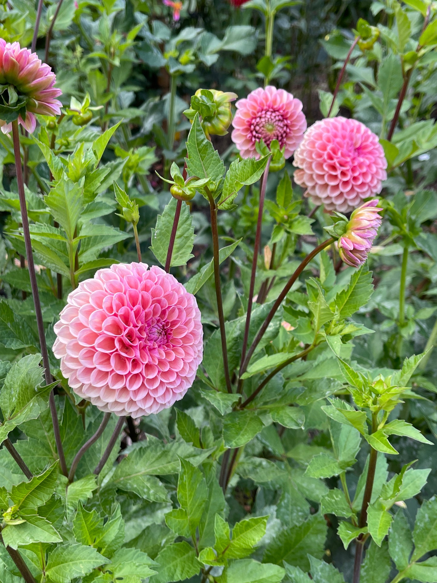 Dahlia Tuber: Bracken Rose - Sugar Moon Gardens