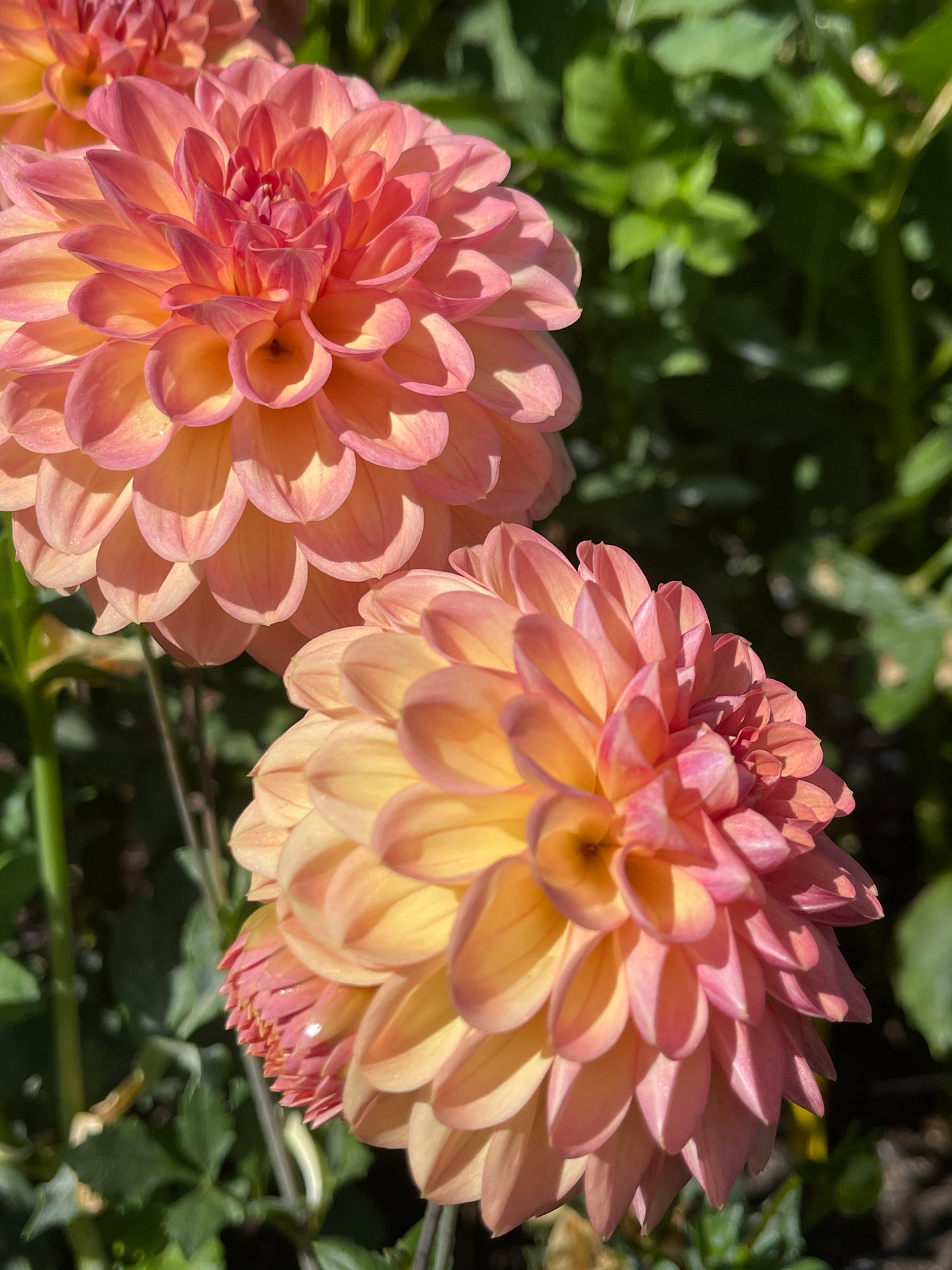 Dahlia Tuber: Bracken Sarah