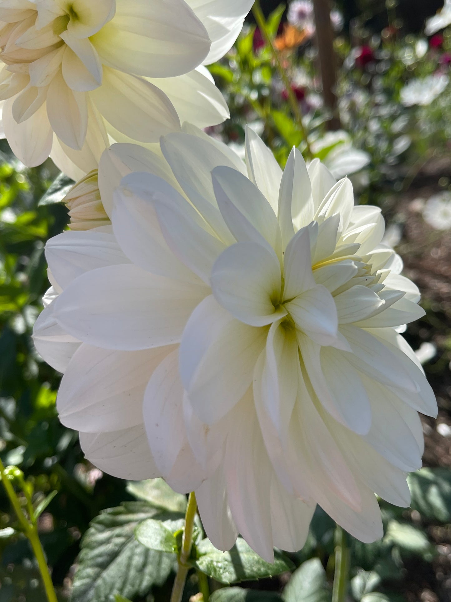 Dahlia Tuber: Bridezilla