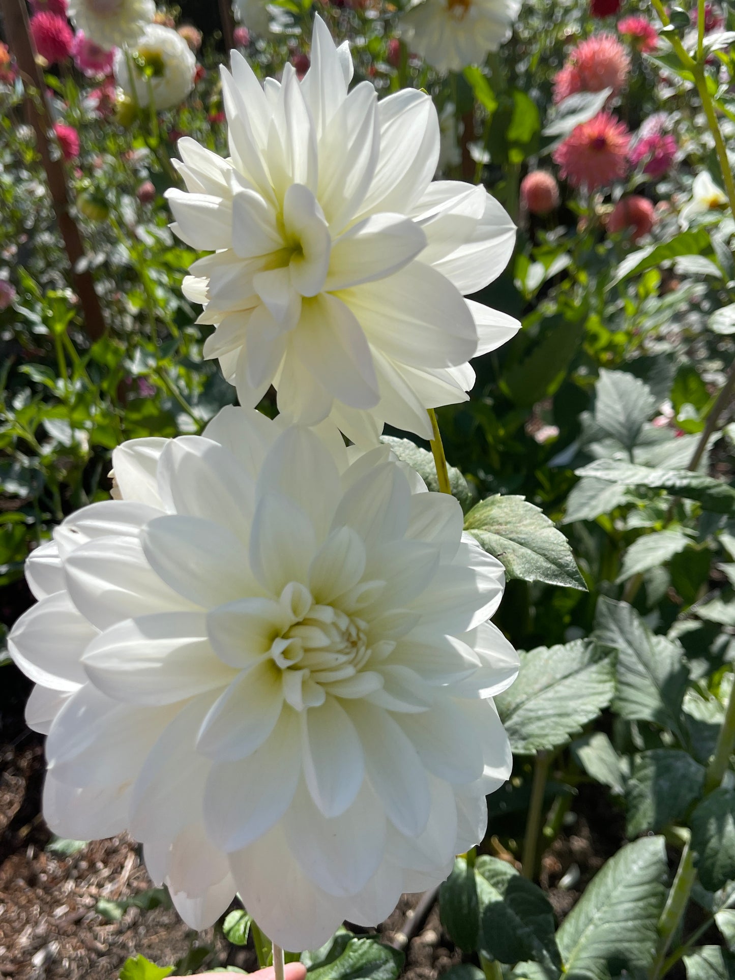 Dahlia Tuber: Bridezilla