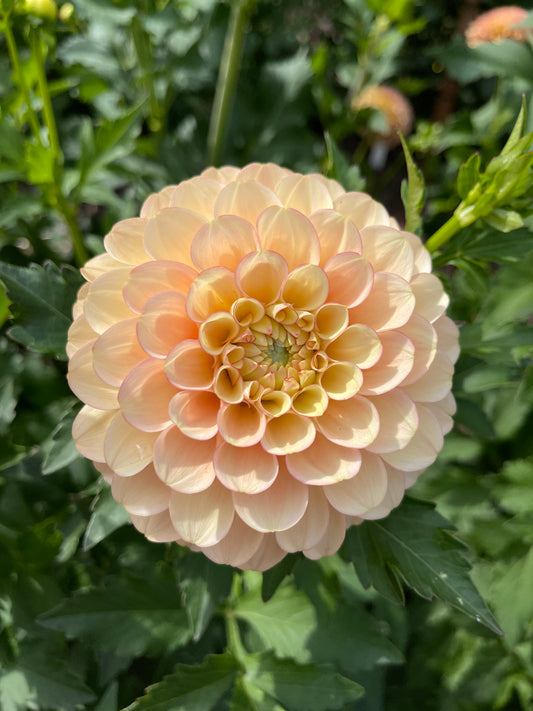 Dahlia Tuber: Burfoot Eva (limit 2) - Sugar Moon Gardens