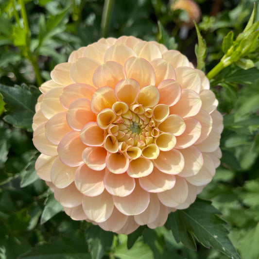 Dahlia Tuber: Burfoot Eva - Sugar Moon Gardens