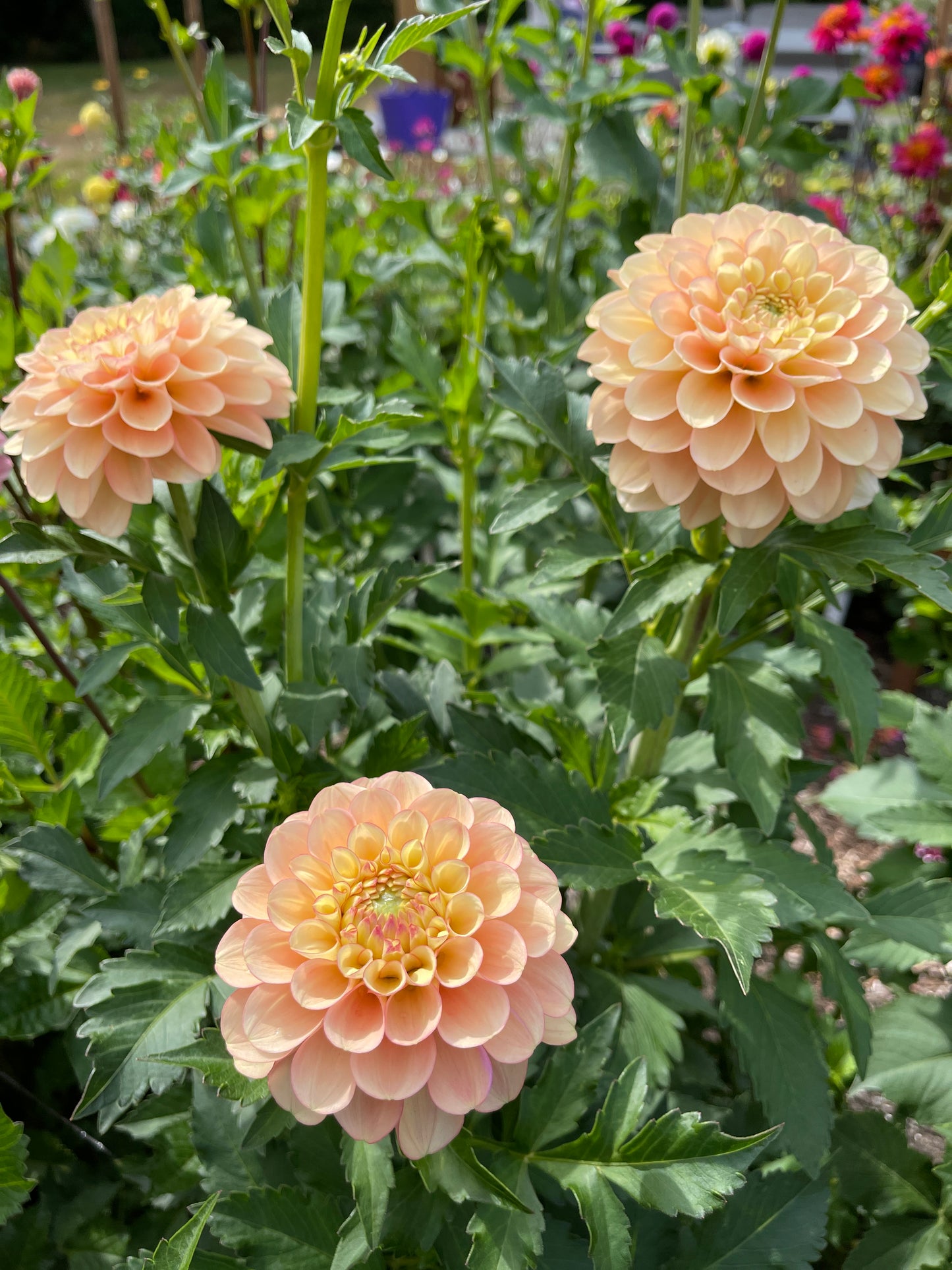 Dahlia Tuber: Burfoot Eva (limit 2) - Sugar Moon Gardens