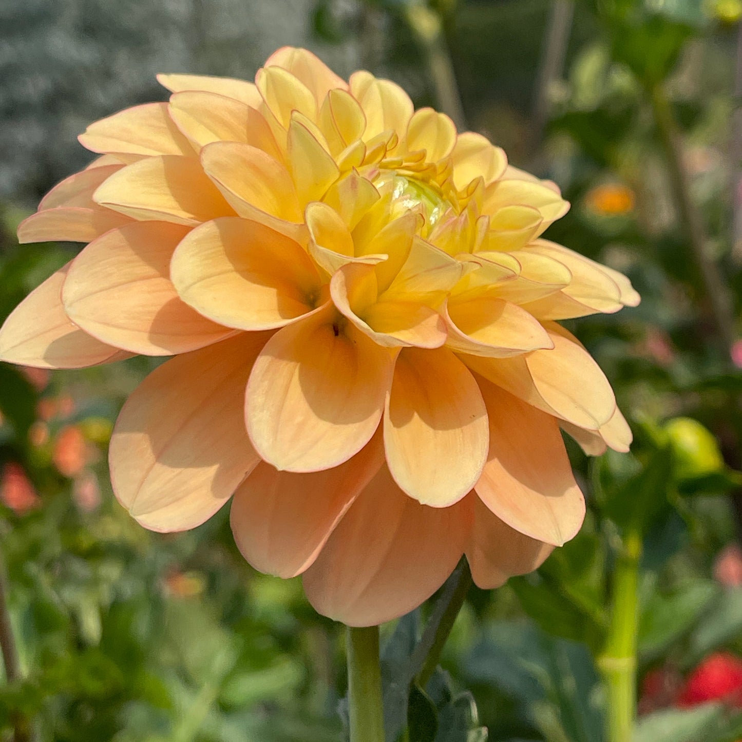 Dahlia Tuber: Burfoot Eva - Sugar Moon Gardens