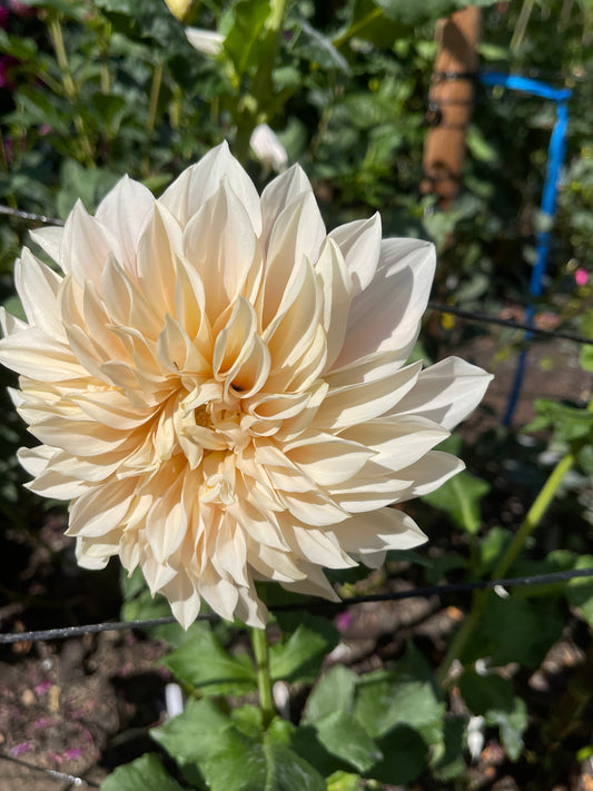 Dahlia Tuber: Cafe Au Lait - Sugar Moon Gardens