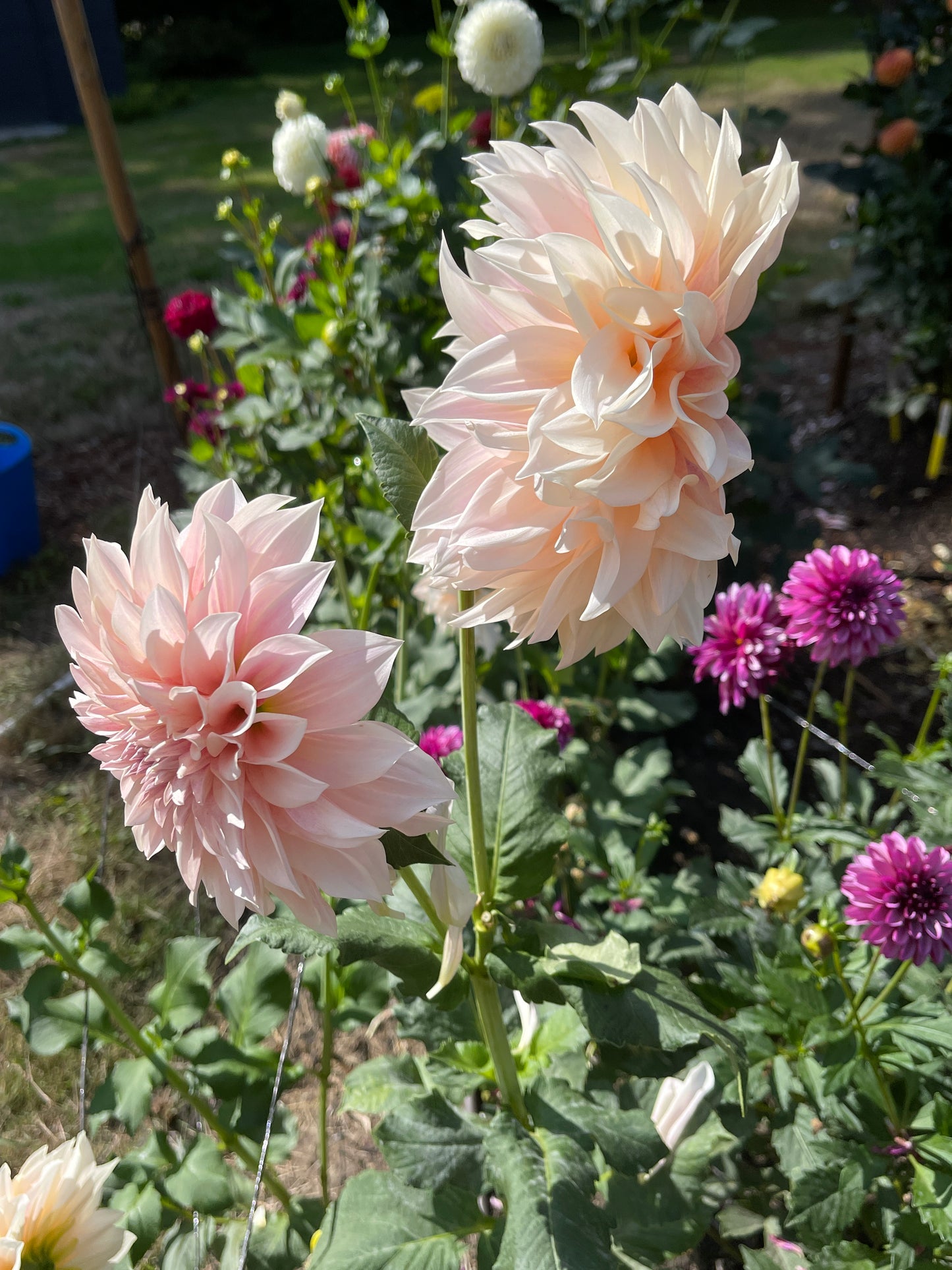 Dahlia Tuber: Cafe Au Lait - Sugar Moon Gardens