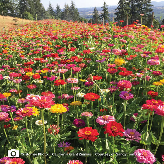 Seeds: Zinnia - California Giant Mix - Sugar Moon Gardens