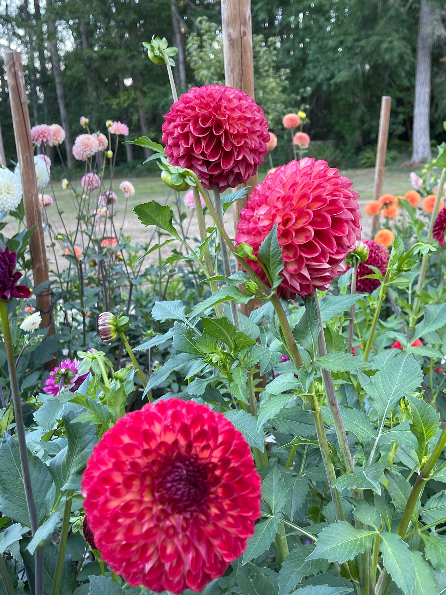 Dahlia Tuber: Camano Mordor - Sugar Moon Gardens
