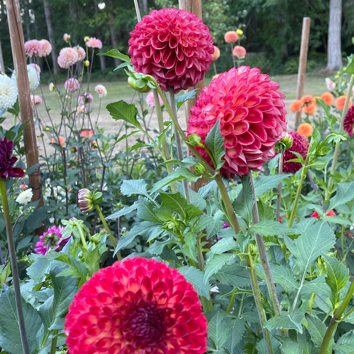 Dahlia Tuber: Camano Mordor - Sugar Moon Gardens