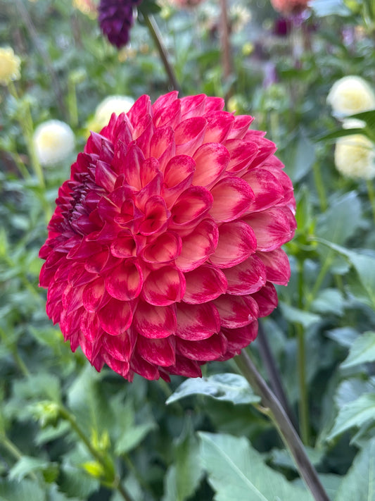 Dahlia Tuber: Camano Mordor - Sugar Moon Gardens