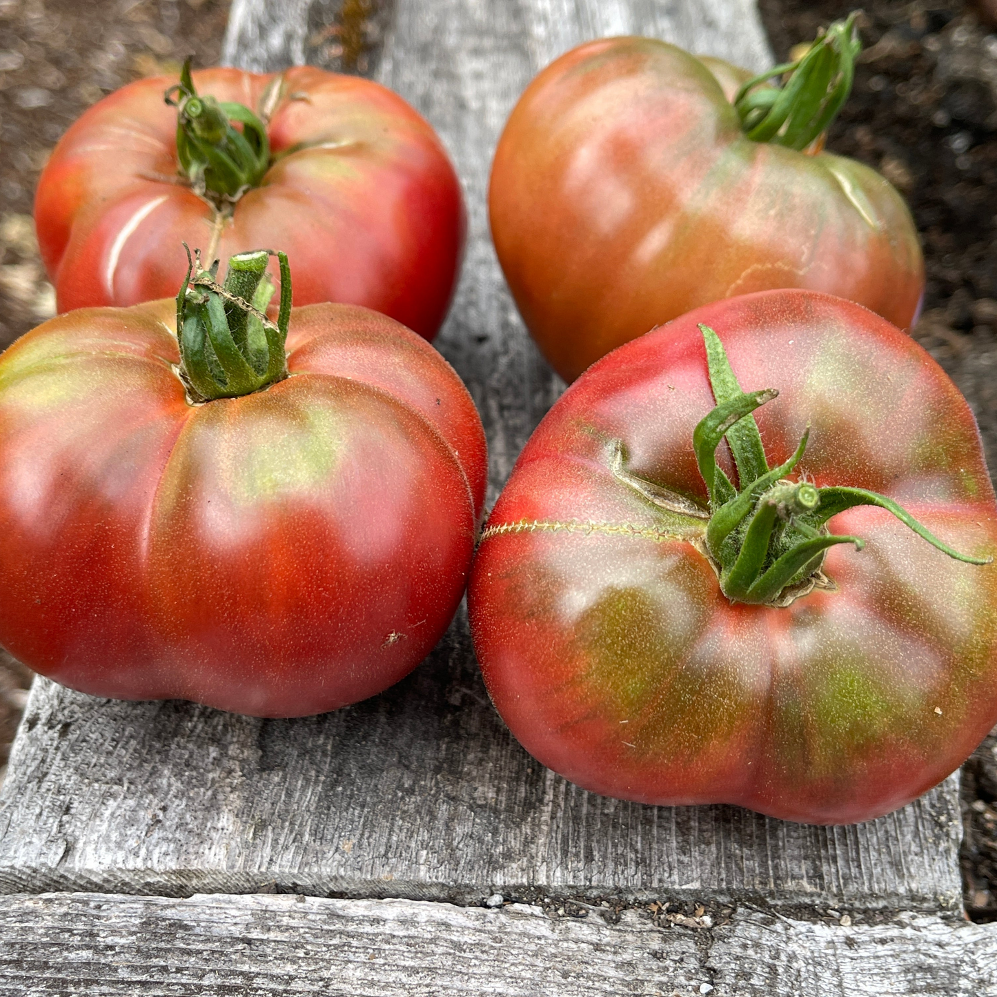 Seeds: Tomato - Carbon
