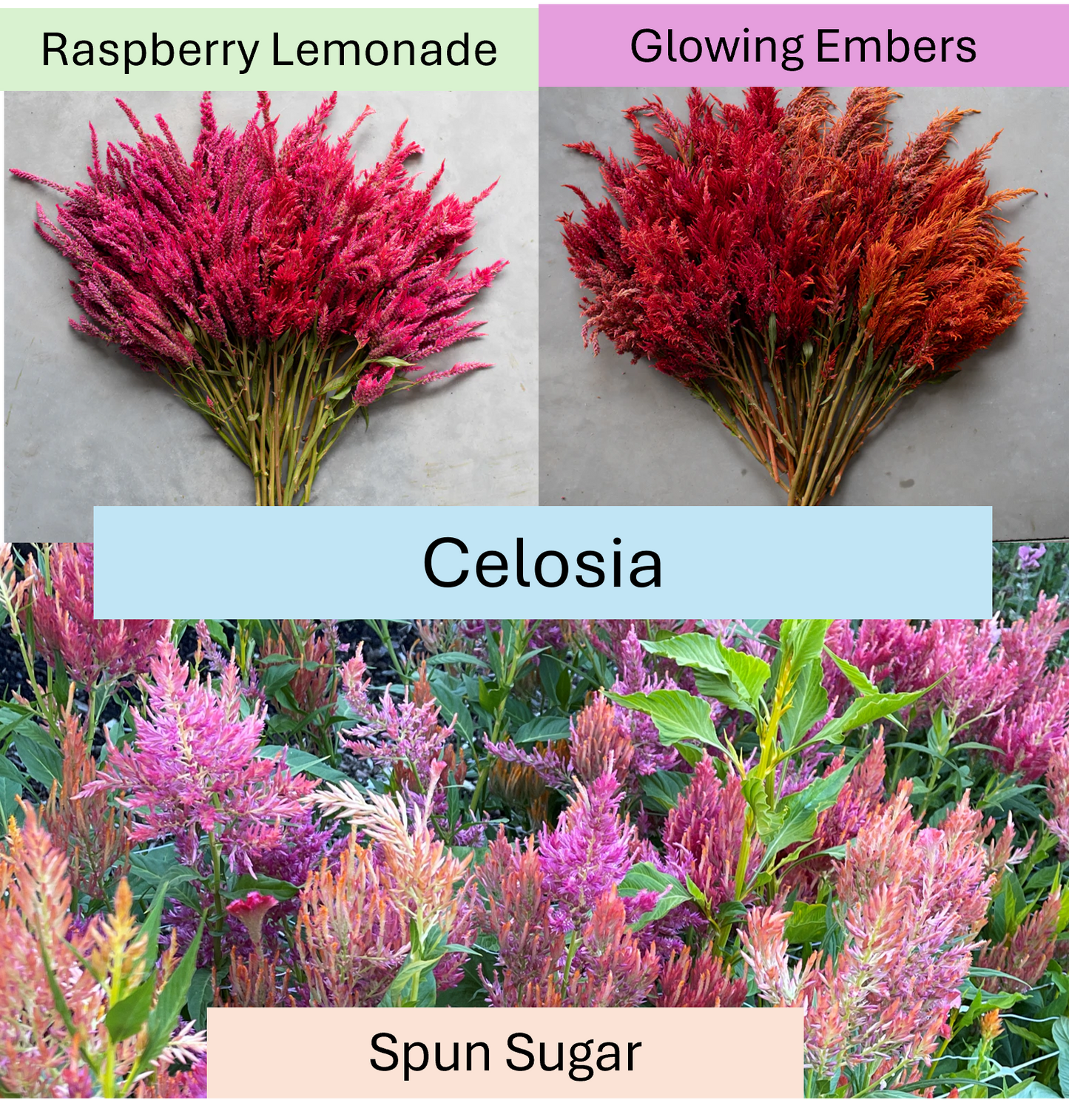 PREORDER: Flower Plant: Celosia 6-pack