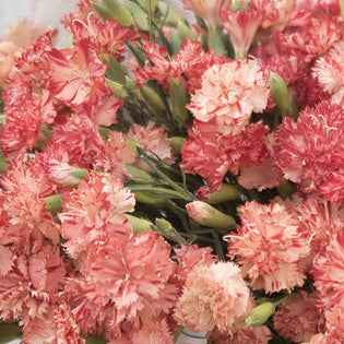 Seeds: Dianthus - Chabaud Orange Sherbet