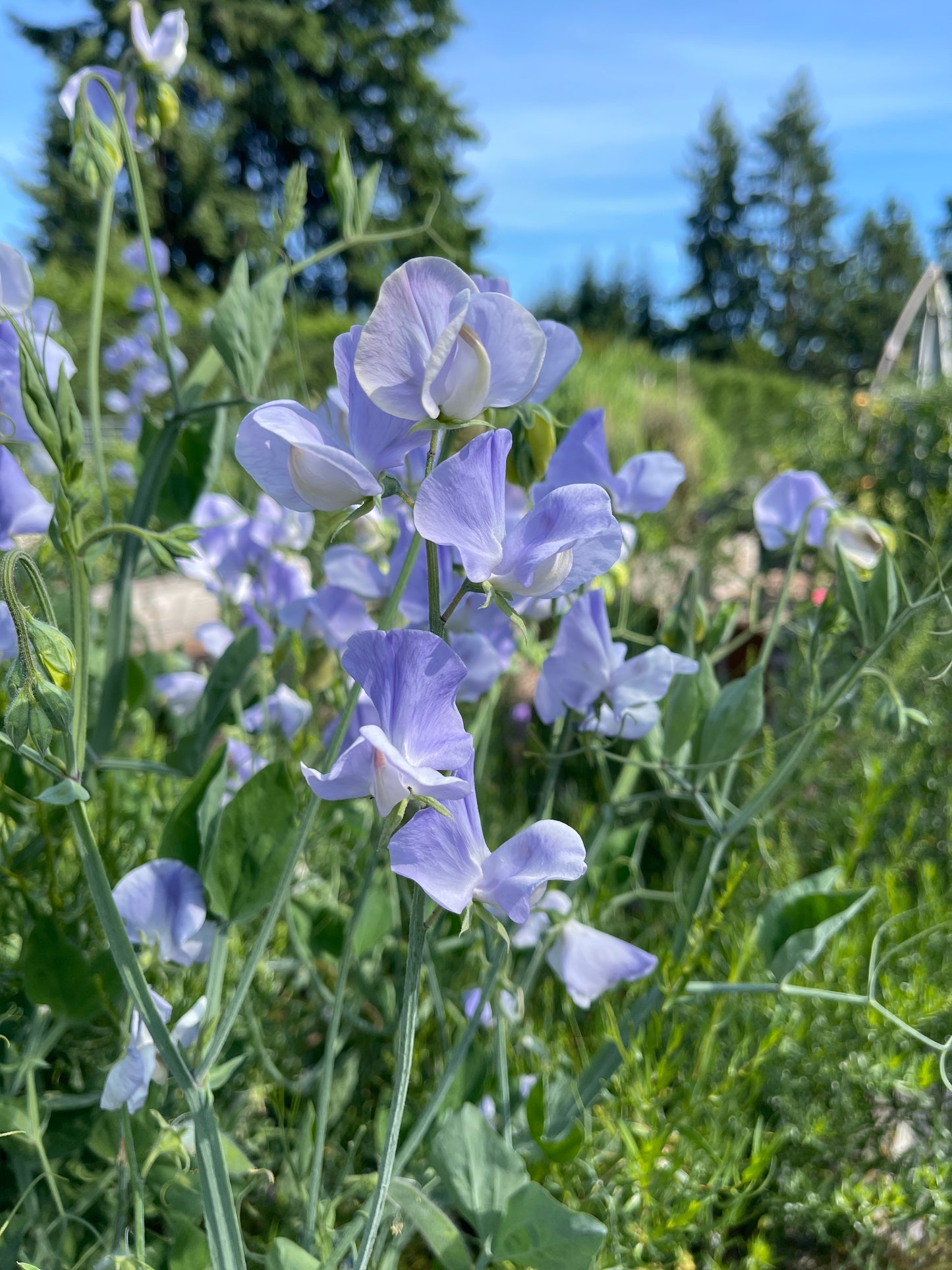 Sweet Pea Seeds: Chelsea Centenary - Sugar Moon Gardens