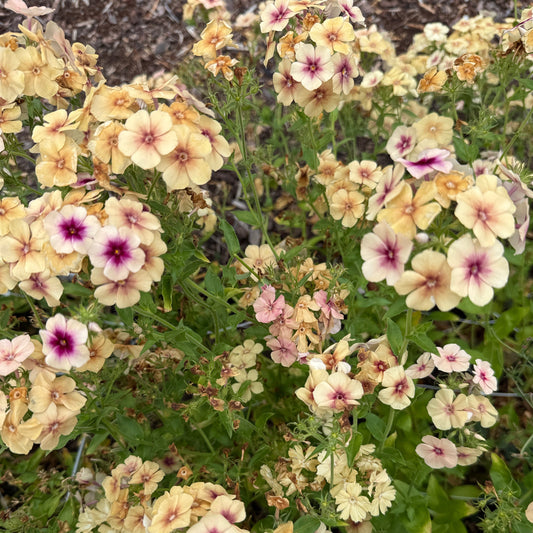 Phlox Cherry Caramel - Sugar Moon Gardens