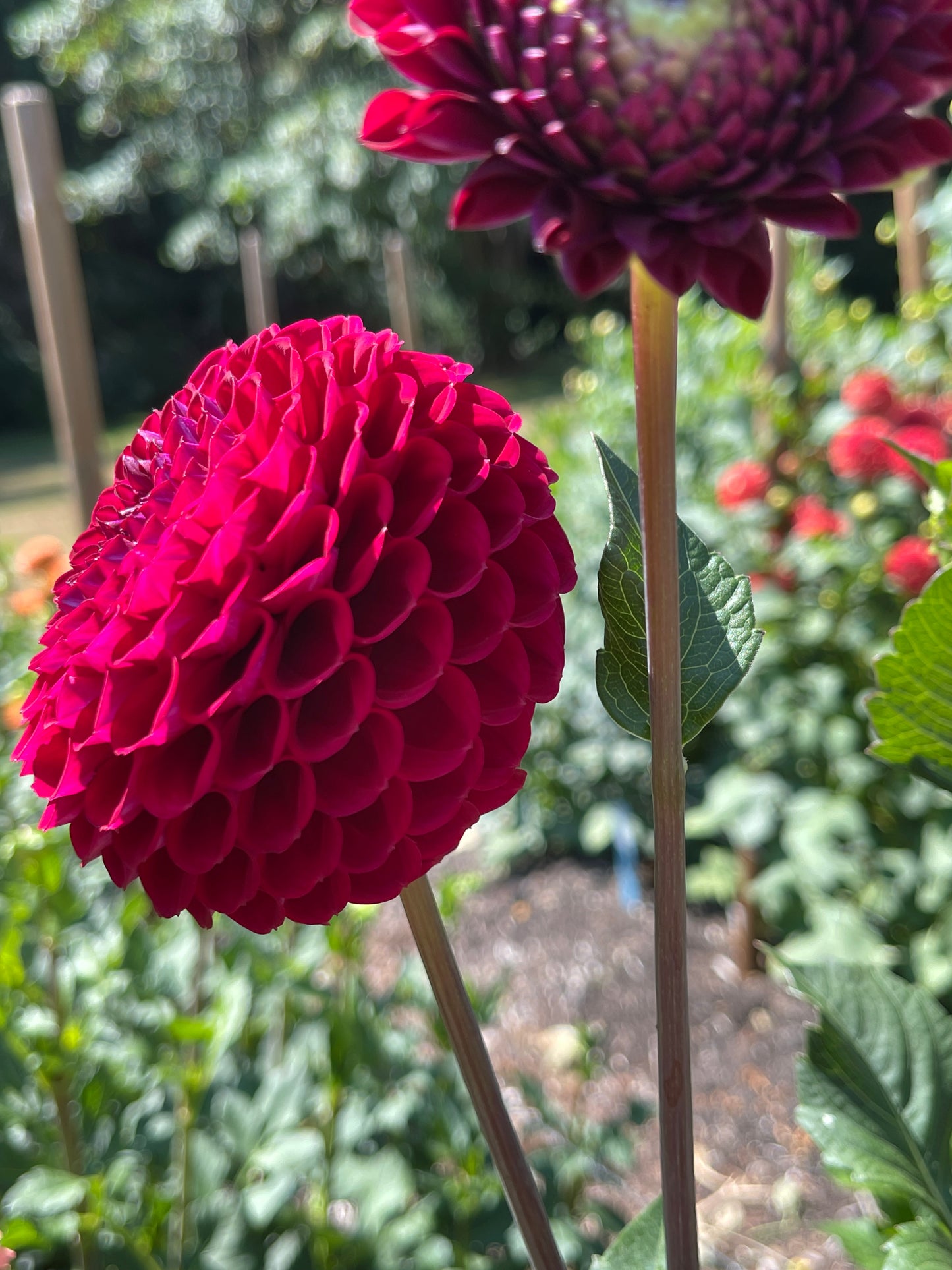 Dahlia Tuber: Chimacum Troy - Sugar Moon Gardens
