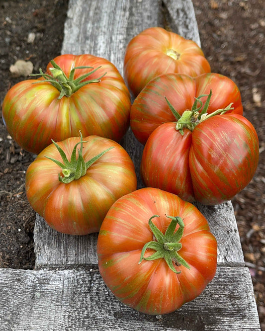 Seeds: Tomato - Chocolate Lightening