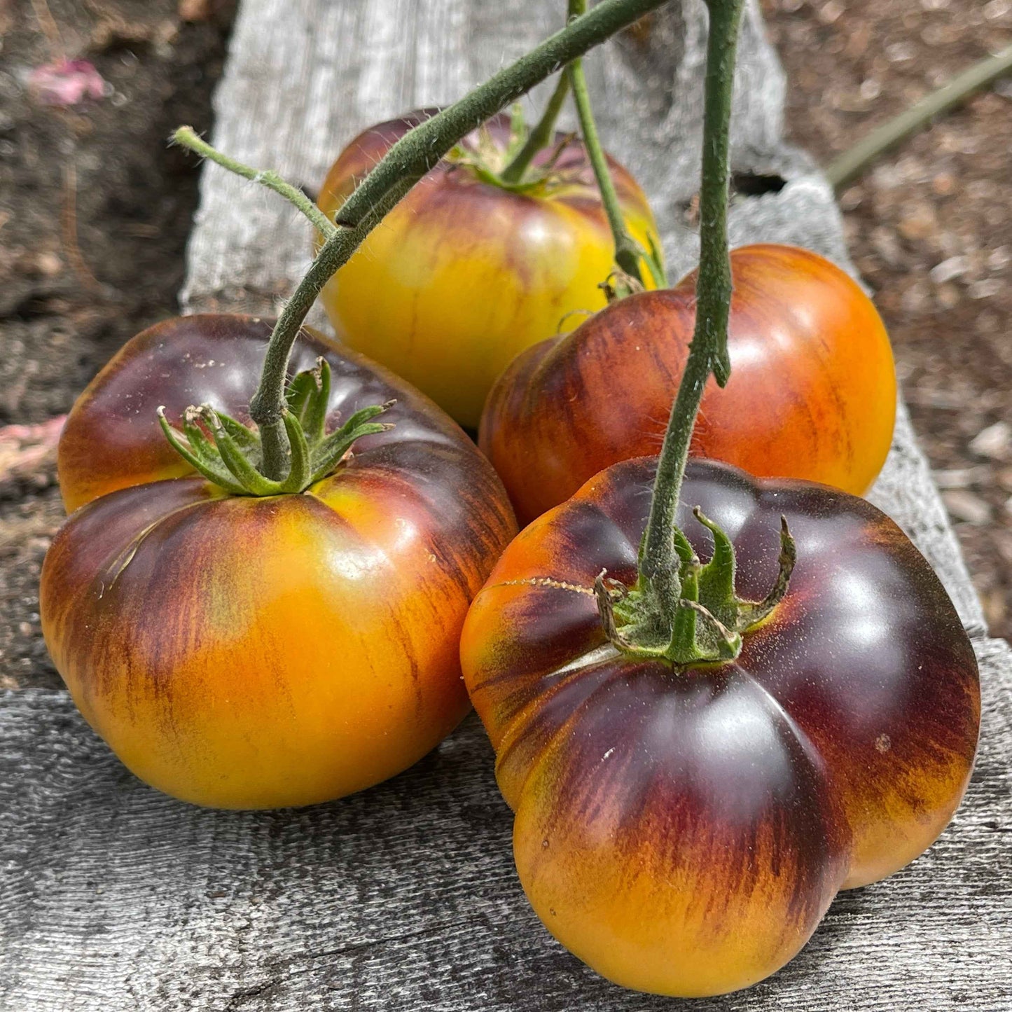 Veg Plant: Tomatoes - New & Exciting collection