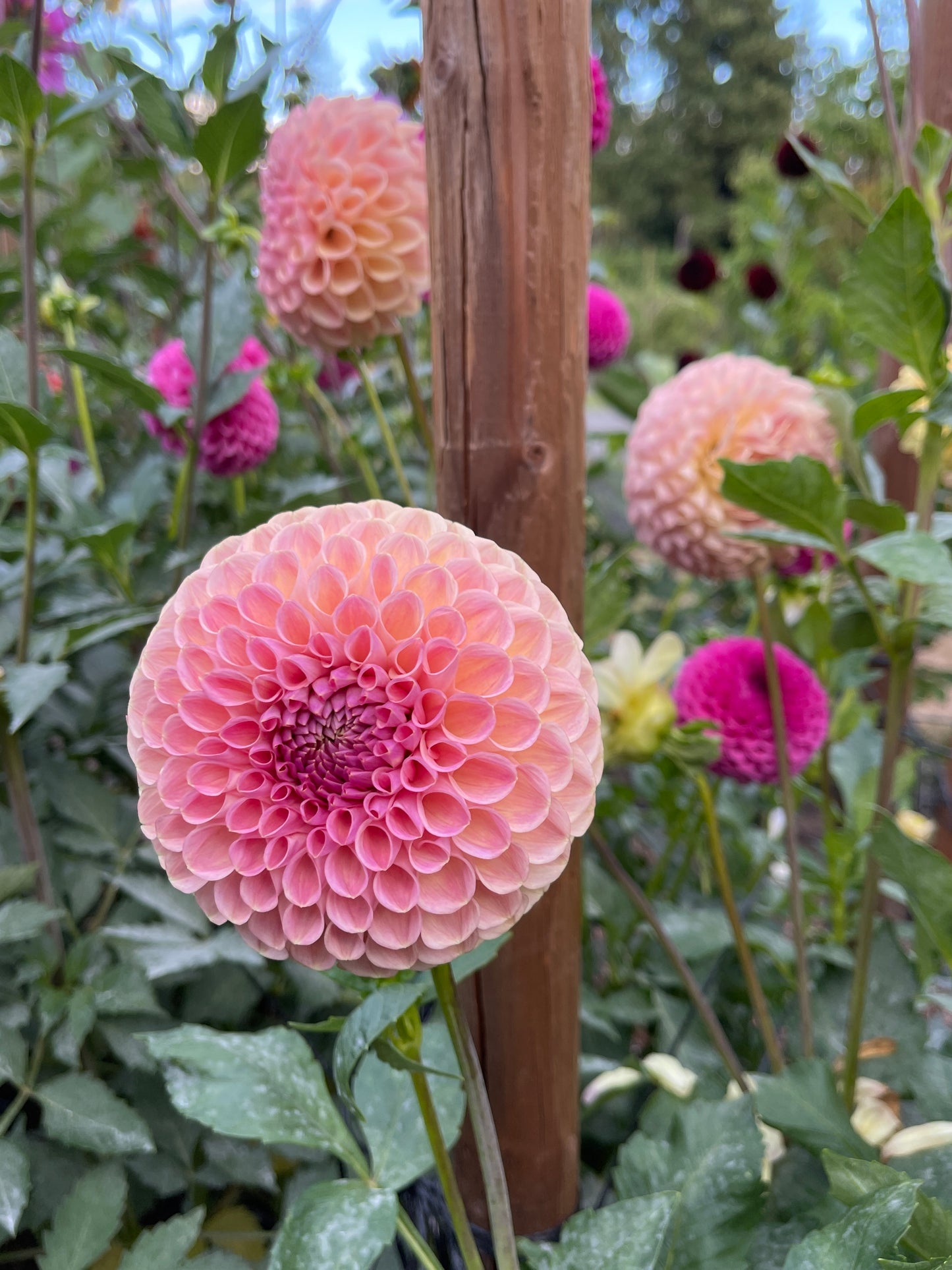 Dahlia Tuber: Clearview Peachy - Sugar Moon Gardens